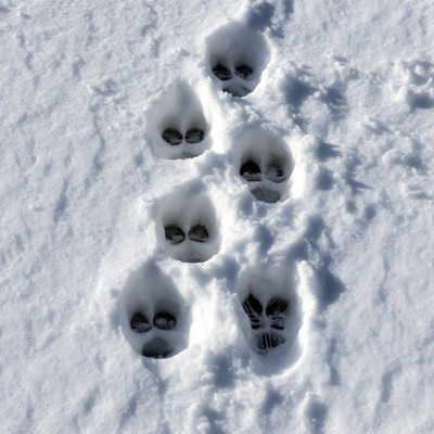 Bear Paw Prints in Snow