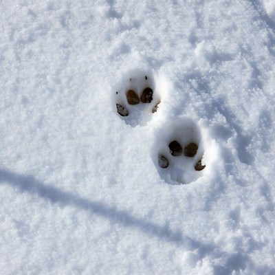 Fox Tracks in Snow