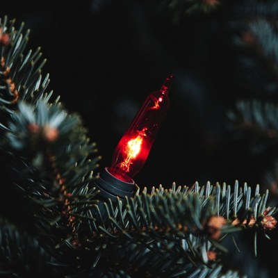Red Christmas Light on Pine Branches