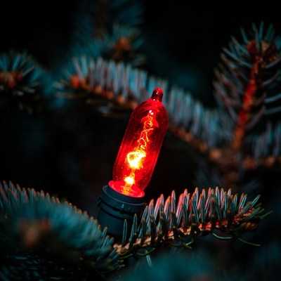 Red Lit Christmas Light on Fir Branch