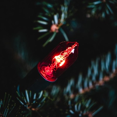 Red Christmas Light on Pine Branches