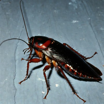 American Cockroach on Wood Surface
