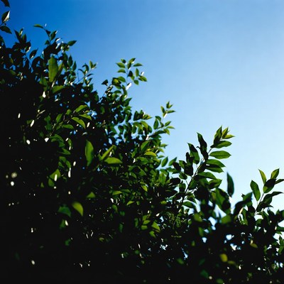 Green leaves against blue sky