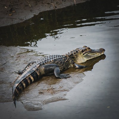 Alligator resting on muddy riverbank