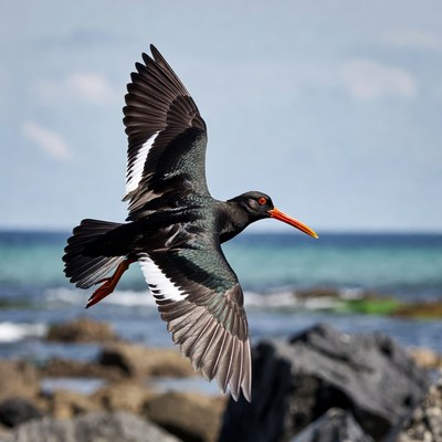 Black-winged Stilt Flying Over Beach
