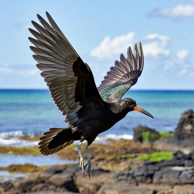 Black-winged Stilt Flying Over Beach