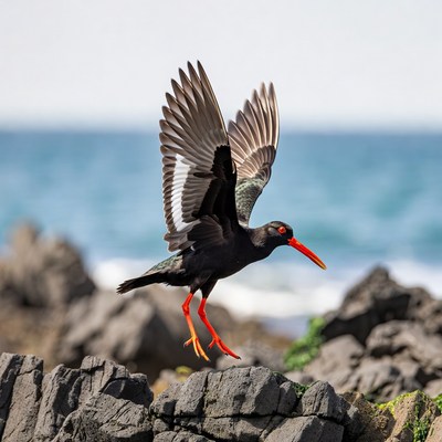 Black-winged Stilt Flying Over Rocks