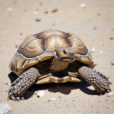 Sulcata tortoise on sandy ground