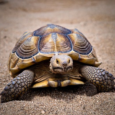 Sulcata Tortoise on Sandy Ground