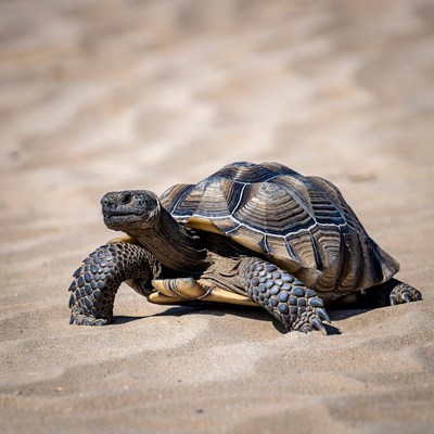 Radiated Tortoise on Sand