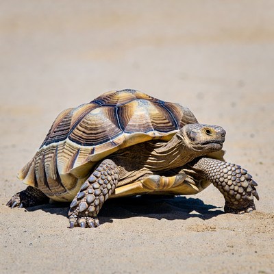Radiated Tortoise on Sand