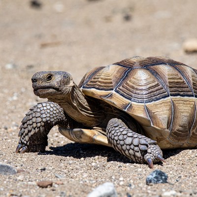 Tortoise walking on sandy ground