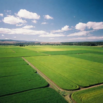 Aerial View of Green Rice Fields