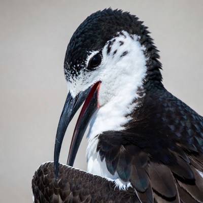 Black-necked Stilt with red beak