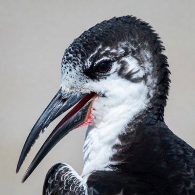 Black Skimmer Bird Calling