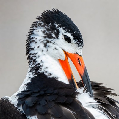 Black Skimmer Bird Portrait