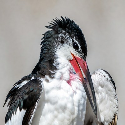 Black Skimmer Bird Portrait