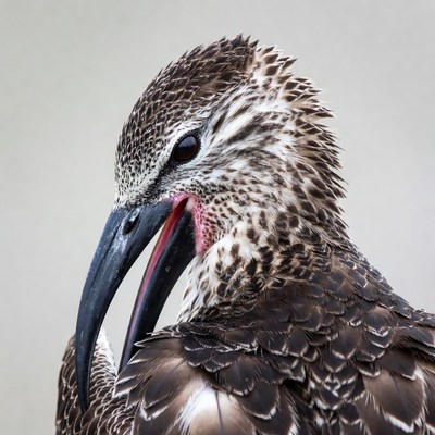 Whimbrel bird with open beak