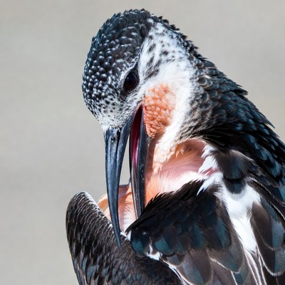 Black-necked Stilt Calling