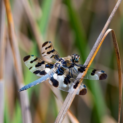 Dragonfly perched on grass stem