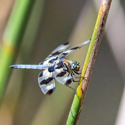 Dragonfly perched on green reed