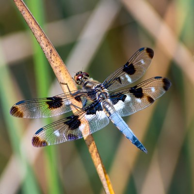 Dragonfly perched on reed stem