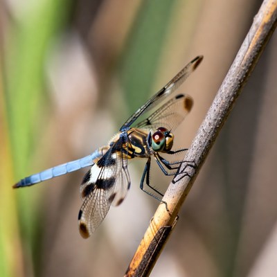 Dragonfly perched on reed stem