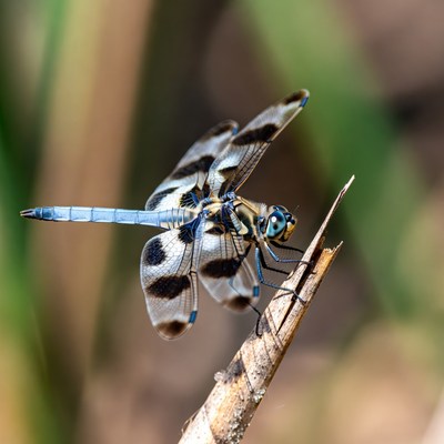 Blue Dragonfly Perched on Reed