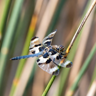 Dragonfly perched on reed stem