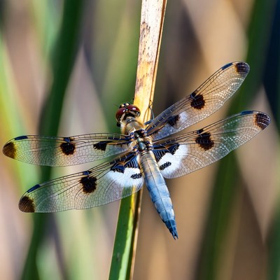 Dragonfly perched on reed