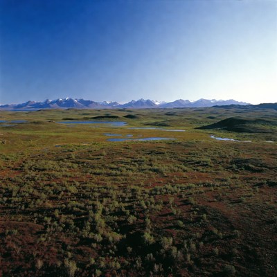Snowy Mountains Over Green Tundra Plains