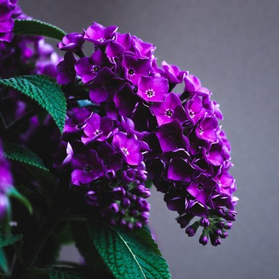 Purple Flower Cluster on Green Leaves