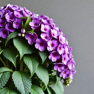 Purple Hydrangea Flowers on Gray Background