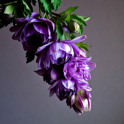 Purple Dahlia Flowers Cluster