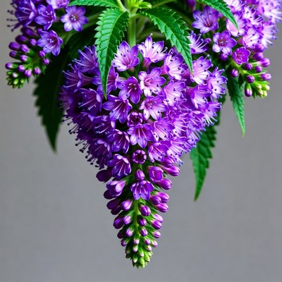 Purple Agastache Flower Cluster