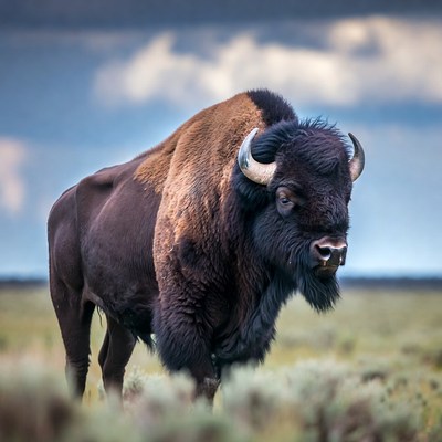 Bison standing in grassy field