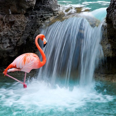 Flamingo standing by waterfall