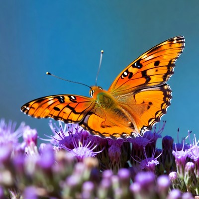 Orange Butterfly on Purple Flowers
