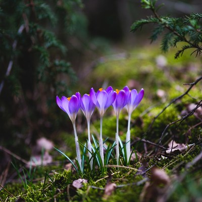 Purple crocuses blooming in forest moss