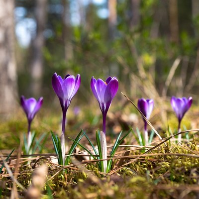 Purple crocuses in forest