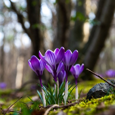 Purple crocuses blooming in forest