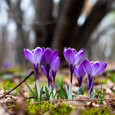 Purple crocuses blooming in forest