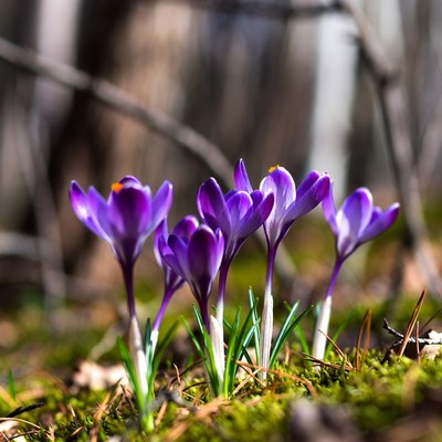 Purple crocuses blooming in forest
