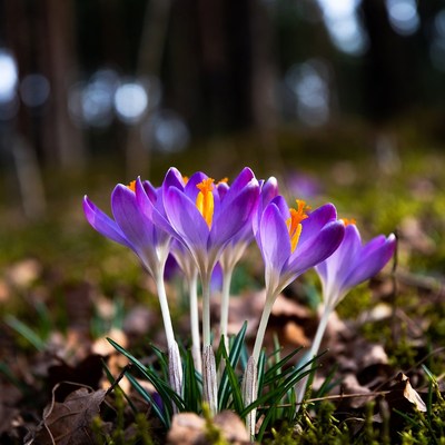 Purple crocuses in forest floor