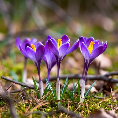 Purple crocuses blooming in forest moss