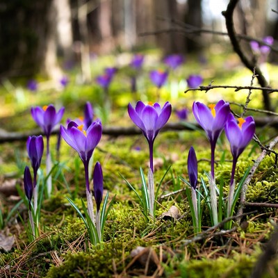 Purple crocuses blooming in forest