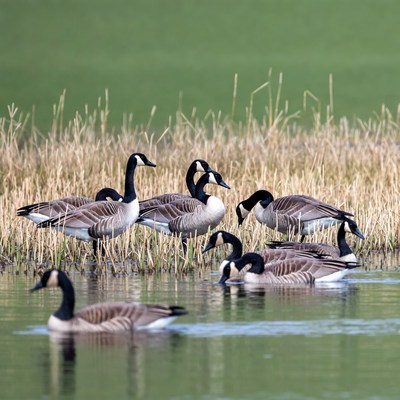 Canada Geese in Marsh Water