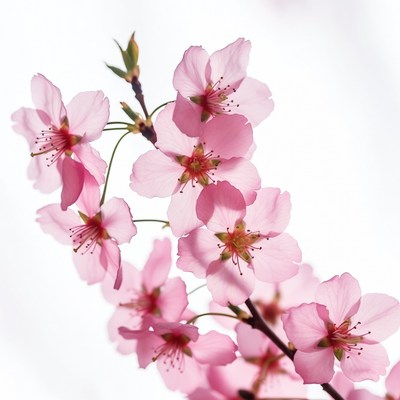Pink Cherry Blossom Branch