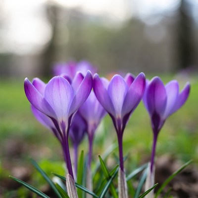 Purple crocuses blooming in grass