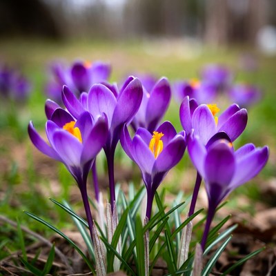 Purple crocuses blooming in grass